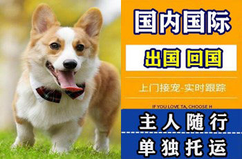 澳门半岛宠物托运公司澳门半岛宠物托运公司澳门半岛宠物托运公司