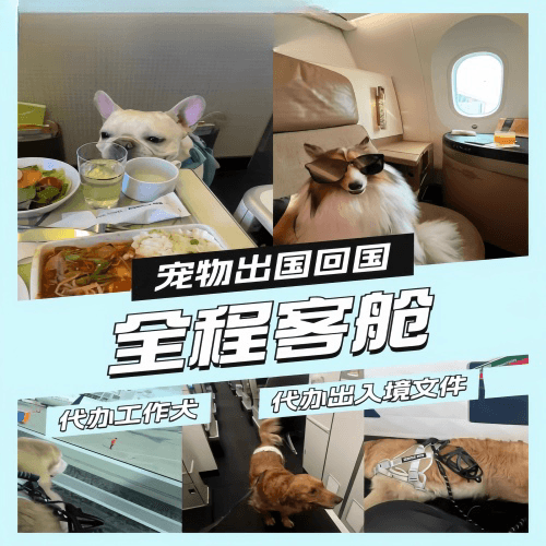澳门半岛宠物托运到白俄罗斯宠物入境规定和要求